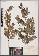 Foto von Salix aurita L.